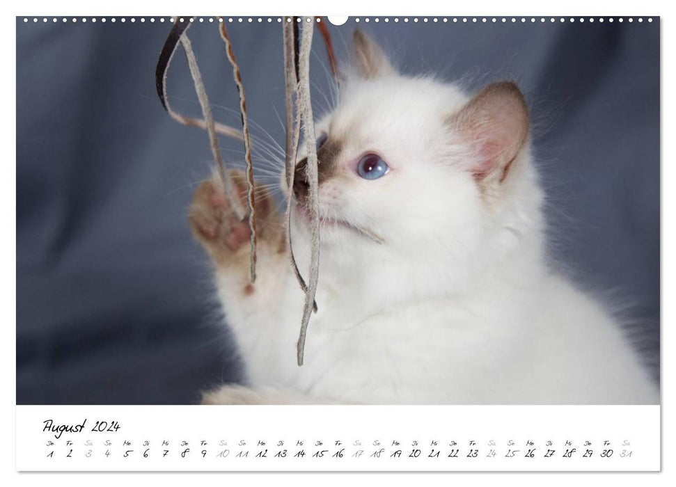 Ragdoll Kitten (CALVENDO Premium Wandkalender 2024)