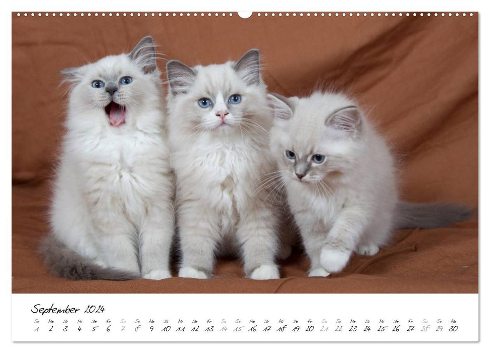 Ragdoll Kitten (CALVENDO Premium Wall Calendar 2024) 