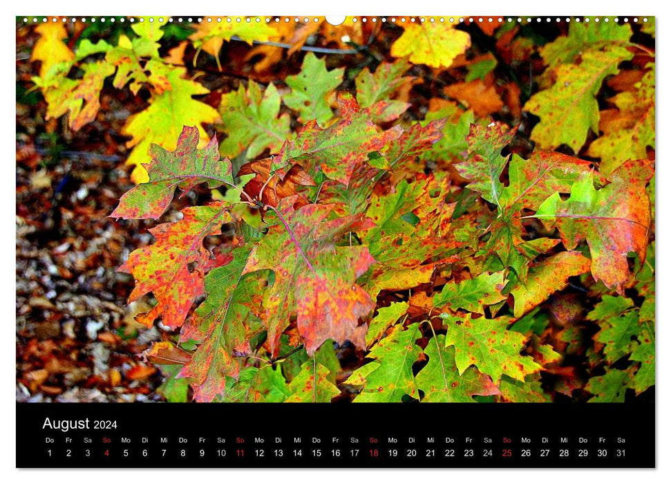 Indian Summer - Die Farben des Herbstes (CALVENDO Premium Wandkalender 2024)