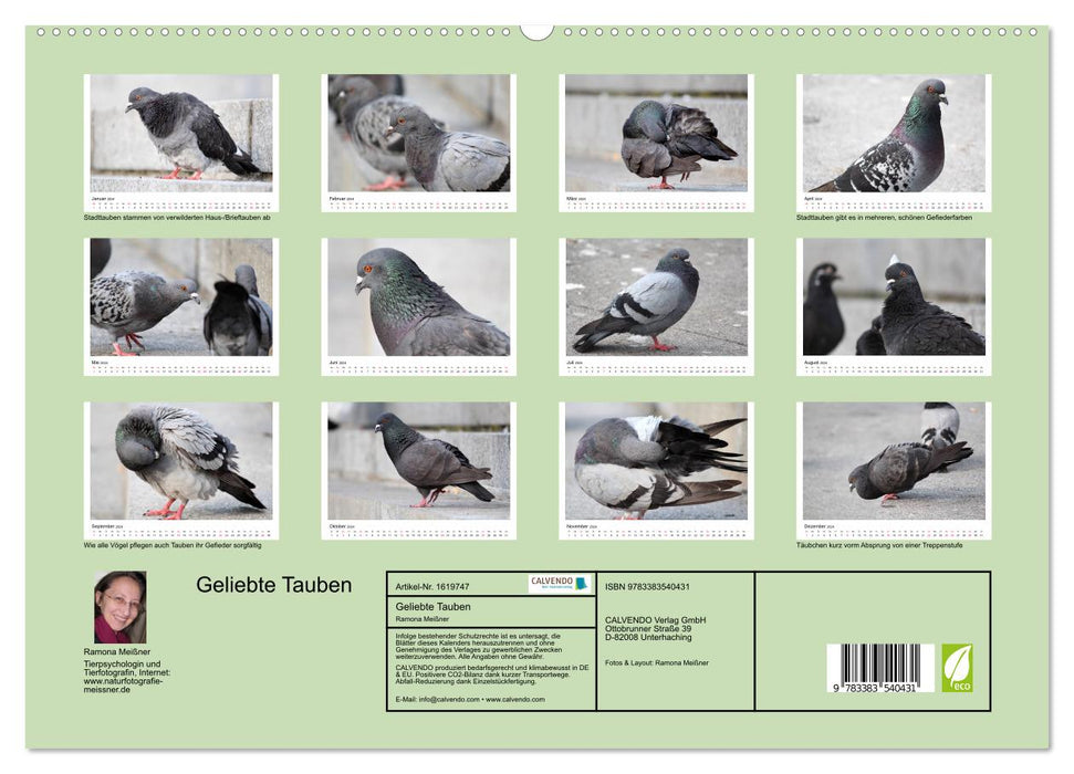 Geliebte Tauben (CALVENDO Premium Wandkalender 2024)