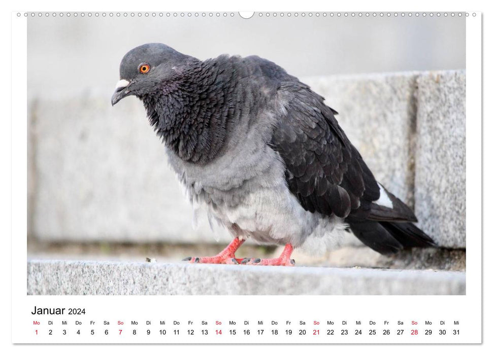 Pigeons bien-aimés (Calendrier mural CALVENDO Premium 2024) 