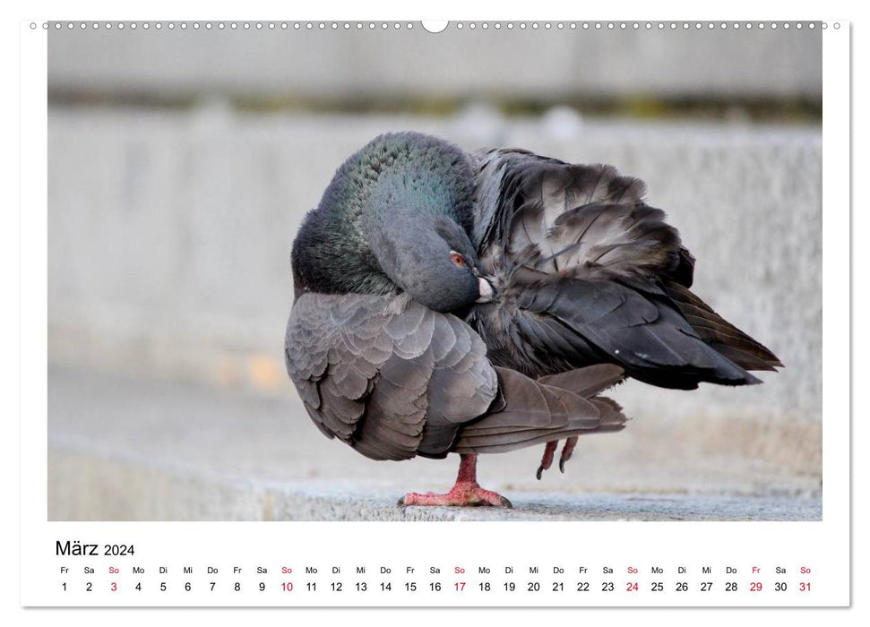 Pigeons bien-aimés (Calendrier mural CALVENDO Premium 2024) 