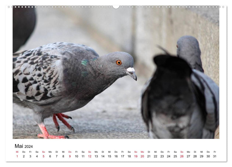 Pigeons bien-aimés (Calendrier mural CALVENDO Premium 2024) 