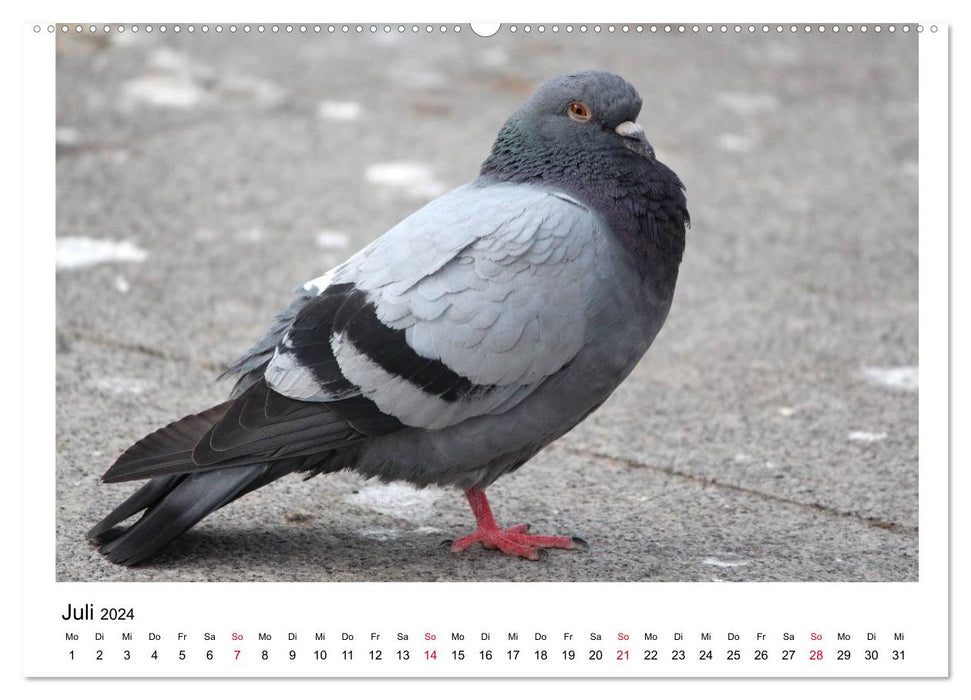 Pigeons bien-aimés (Calendrier mural CALVENDO Premium 2024) 