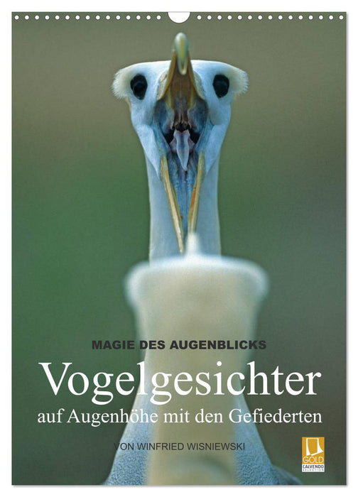 Magie du moment - visages d'oiseaux - à hauteur des yeux avec ceux à plumes (calendrier mural CALVENDO 2024) 