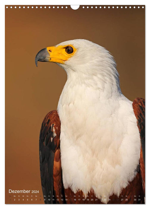 Magie des Augenblicks - Vogelgesichter - auf Augenhöhe mit den Gefiederten (CALVENDO Wandkalender 2024)