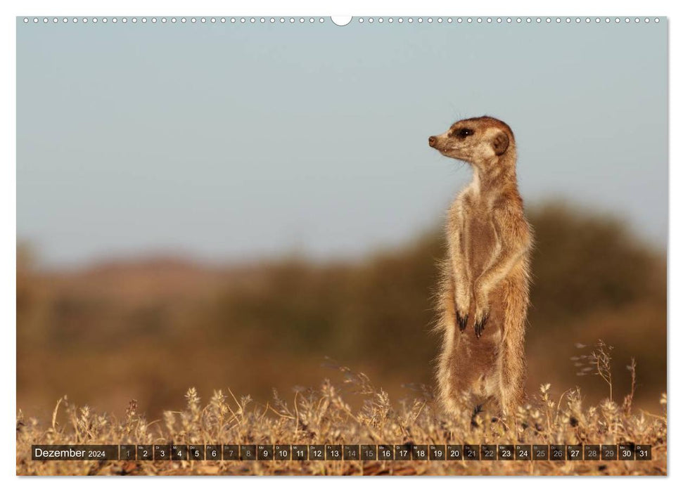 Wildes Namibia (CALVENDO Premium Wandkalender 2024)