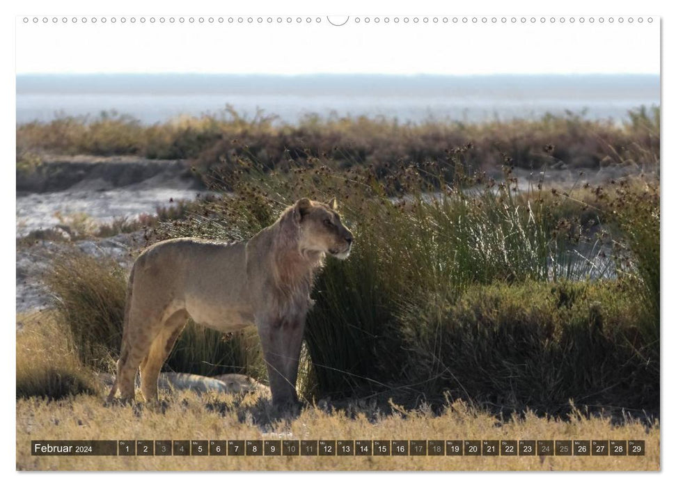 Wildes Namibia (CALVENDO Premium Wandkalender 2024)