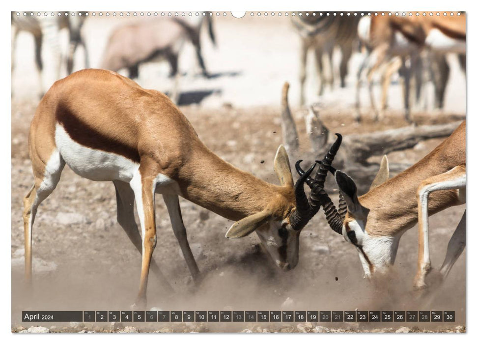 Wildes Namibia (CALVENDO Premium Wandkalender 2024)