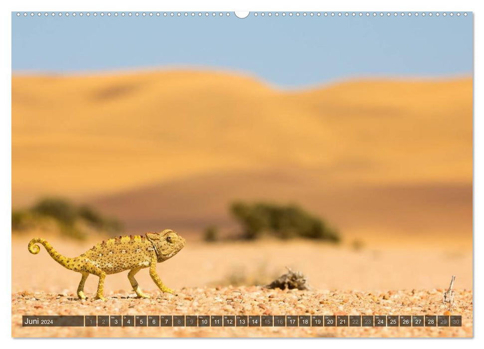 Wildes Namibia (CALVENDO Premium Wandkalender 2024)