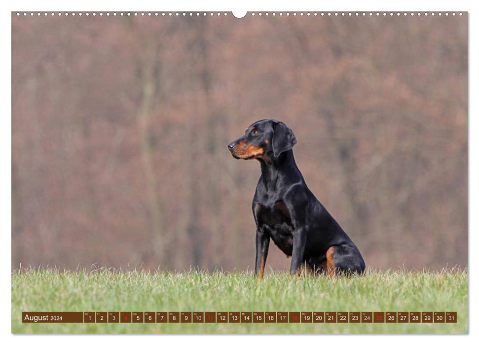 Brandlbracken (CALVENDO Wandkalender 2024)