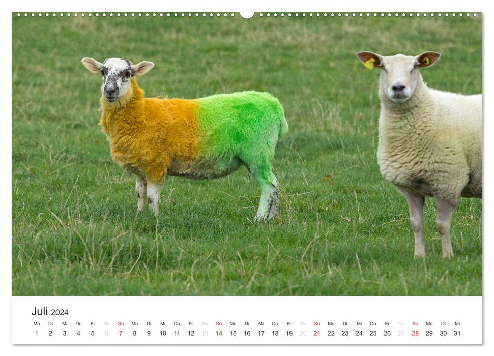 Irlande - paysage et culture (calendrier mural CALVENDO 2024) 