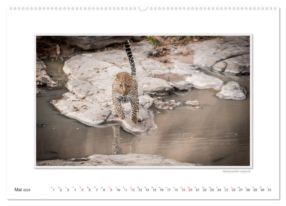 Moments d'émotion : Les fauves du monde. (Calendrier mural CALVENDO 2024) 