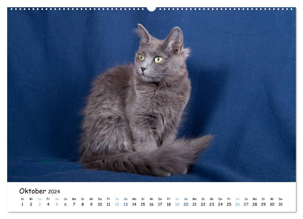 Nebelung Katzen (CALVENDO Wandkalender 2024)