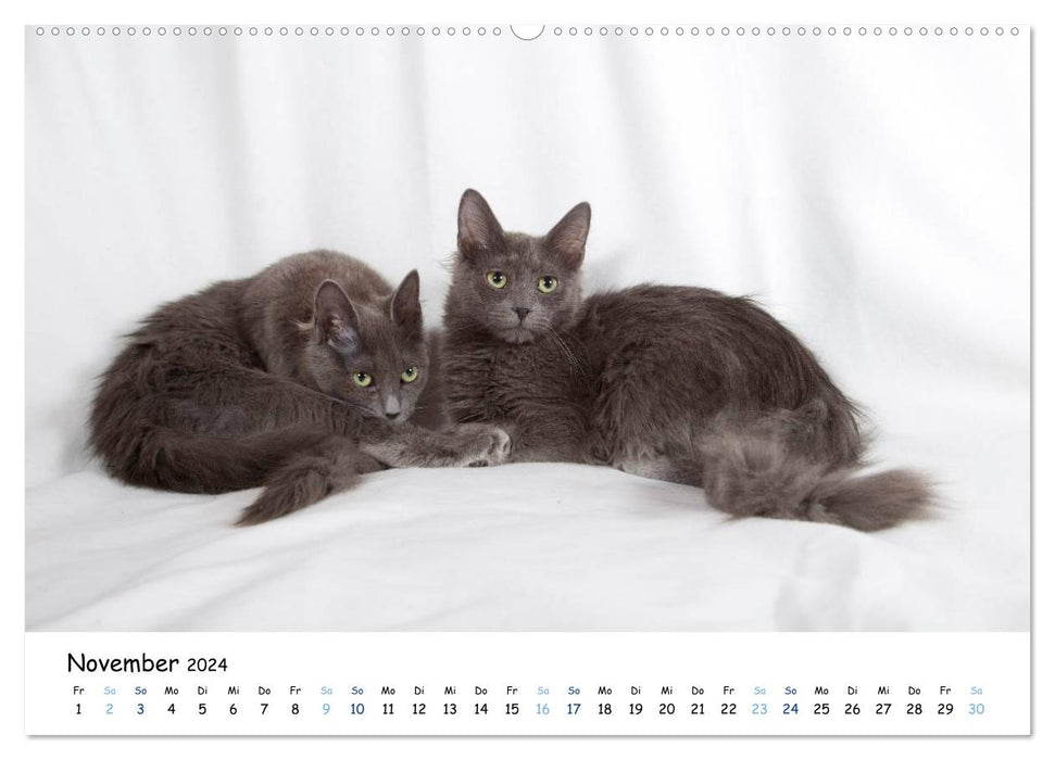 Nebelung Katzen (CALVENDO Wandkalender 2024)