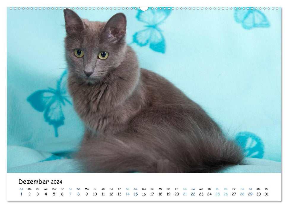 Nebelung Katzen (CALVENDO Wandkalender 2024)