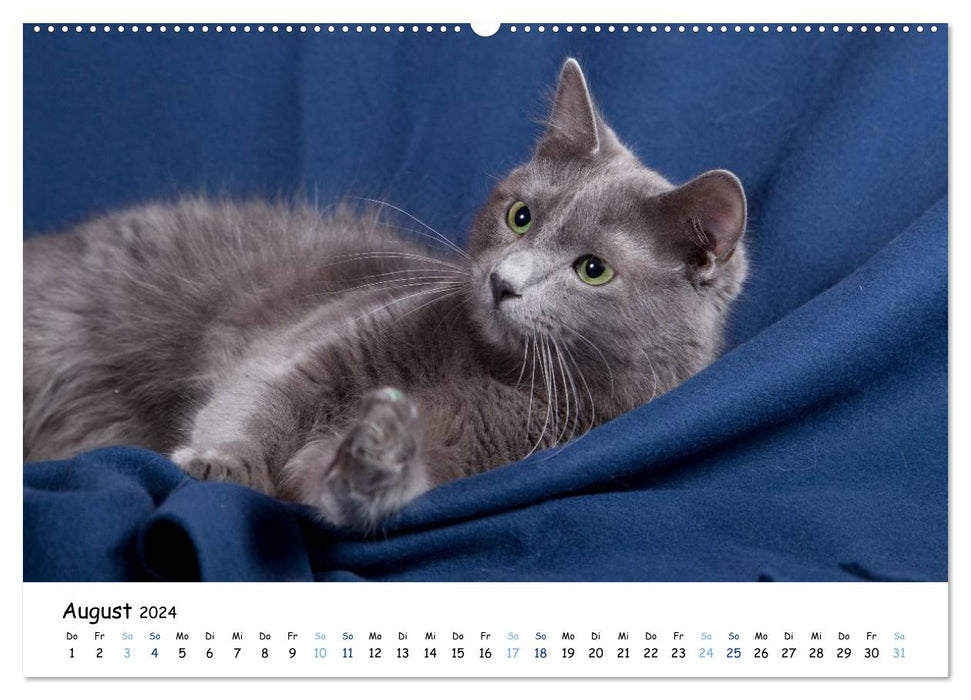 Chats Nebelung (calendrier mural CALVENDO 2024) 