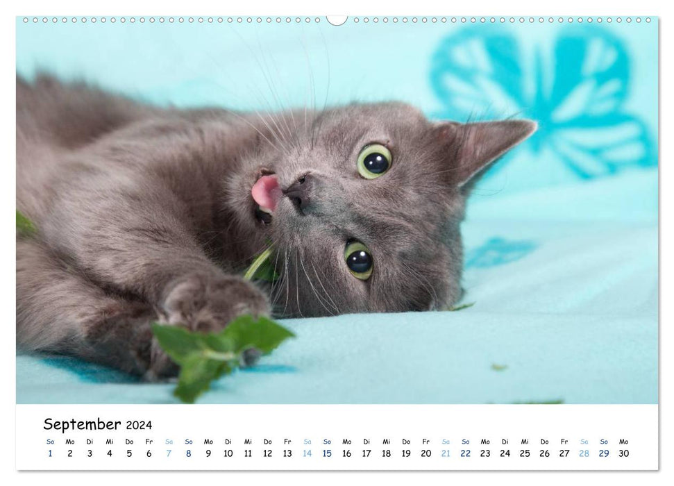 Nebelung Katzen (CALVENDO Wandkalender 2024)