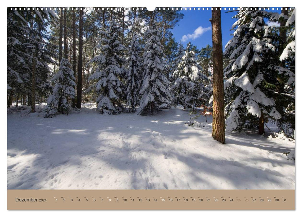 Notre forêt - vues magiques sur les forêts du nord de l'Allemagne (Calvendo Premium Wall Calendar 2024) 