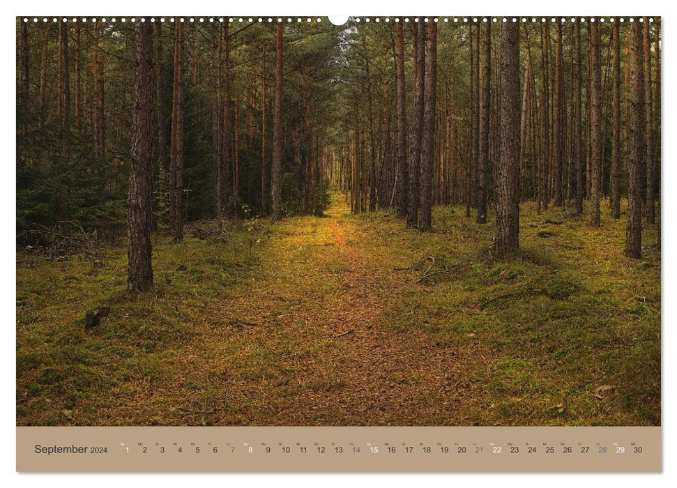 Unser Wald - Magische Sichten in norddeutsche Wälder (CALVENDO Premium Wandkalender 2024)