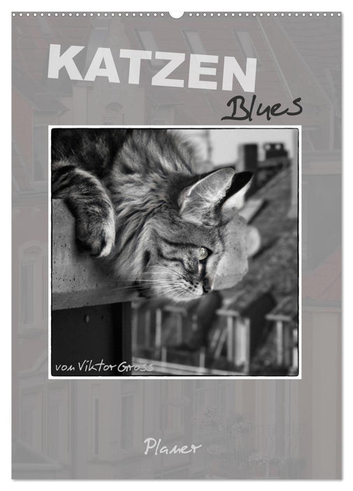 Katzen Blues / Planer (CALVENDO Wandkalender 2024)