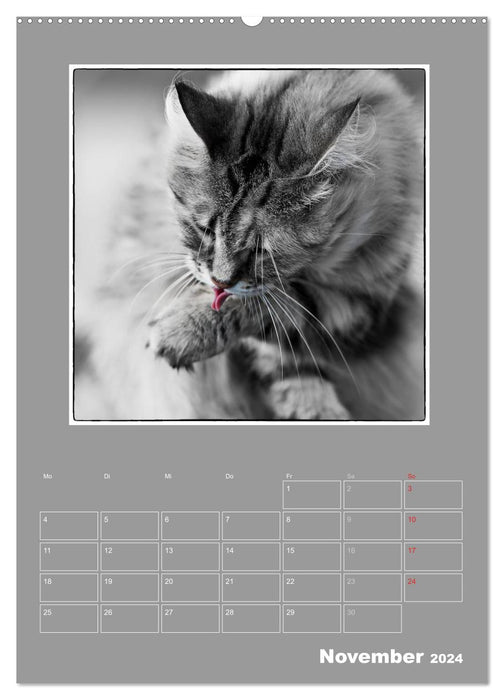 Cat Blues / Planificateur (Calendrier mural CALVENDO 2024) 