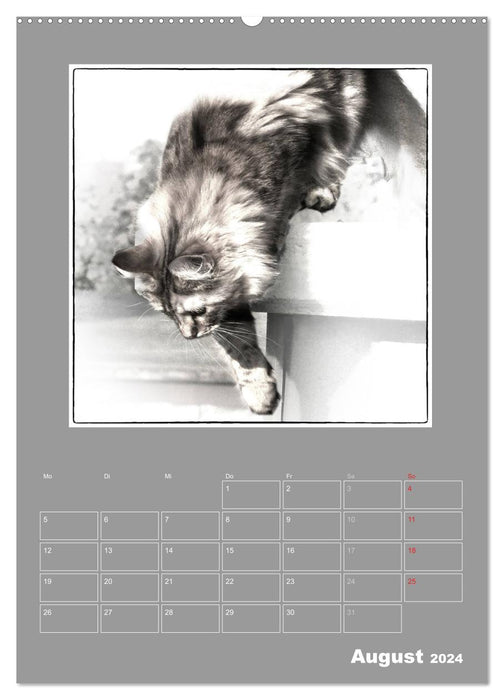 Katzen Blues / Planer (CALVENDO Wandkalender 2024)