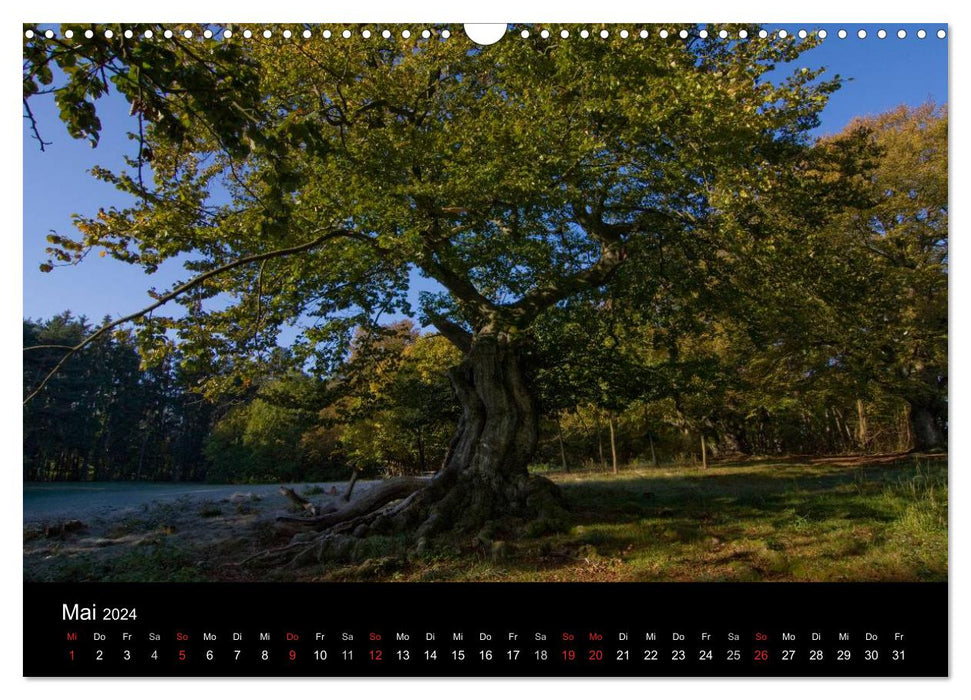 Arbres (Calendrier mural CALVENDO 2024) 