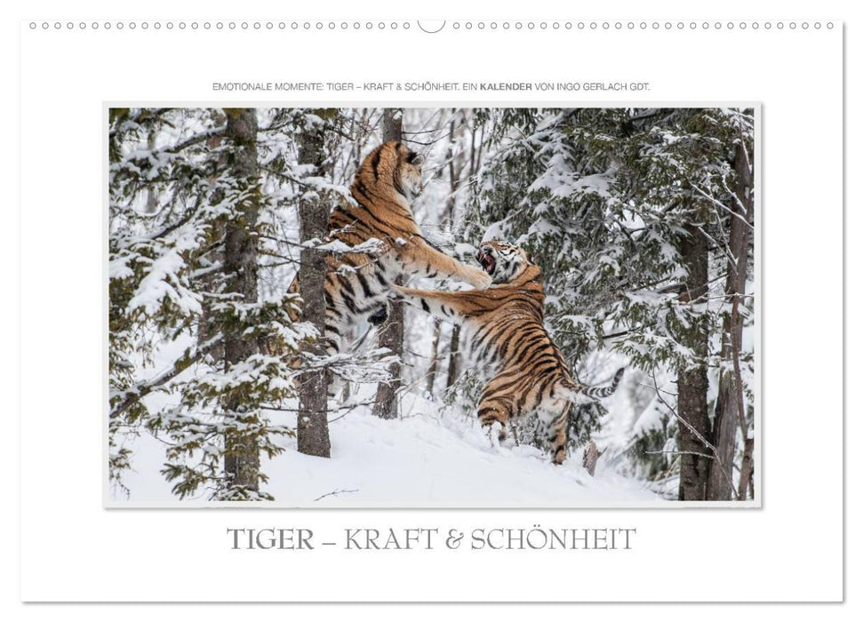 Emotionale Momente: Tiger - Kraft & Schönheit. (CALVENDO Wandkalender 2024)