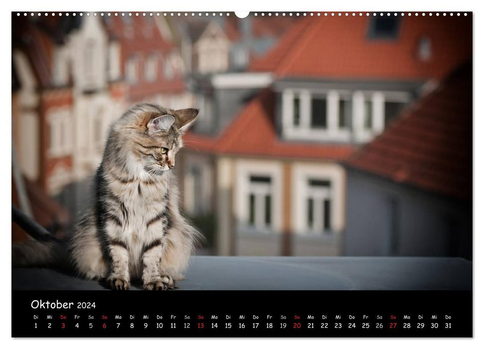 Katzen Blues (CALVENDO Premium Wandkalender 2024)