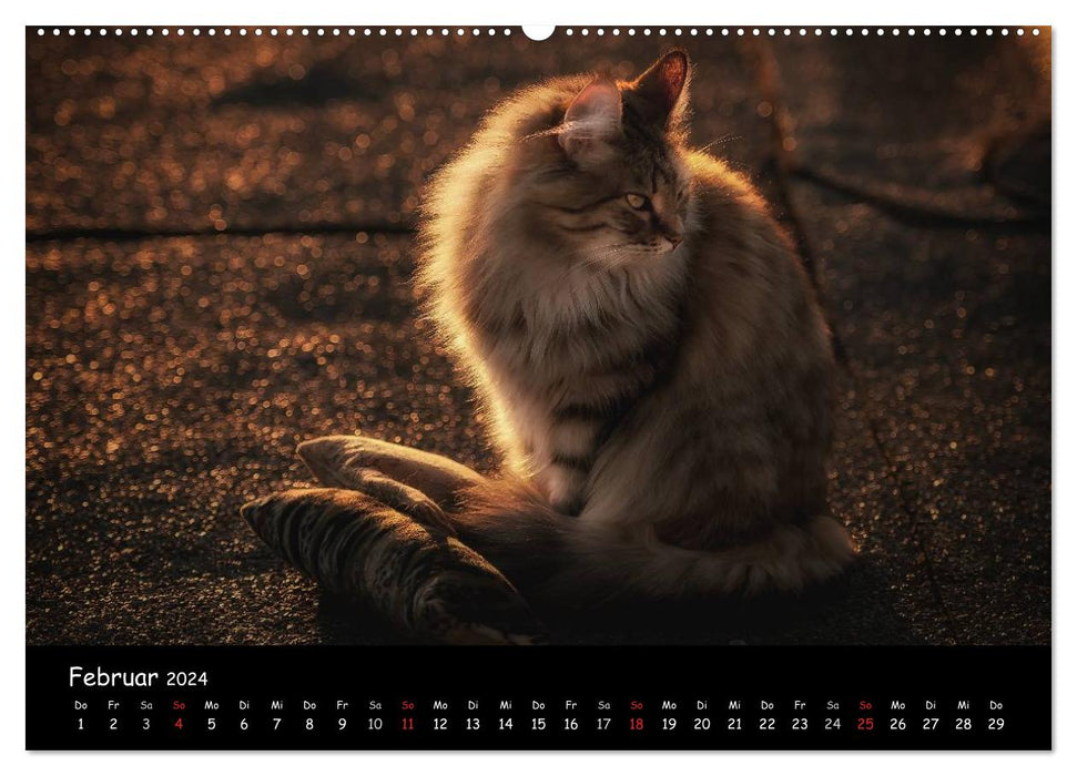 Katzen Blues (CALVENDO Premium Wandkalender 2024)