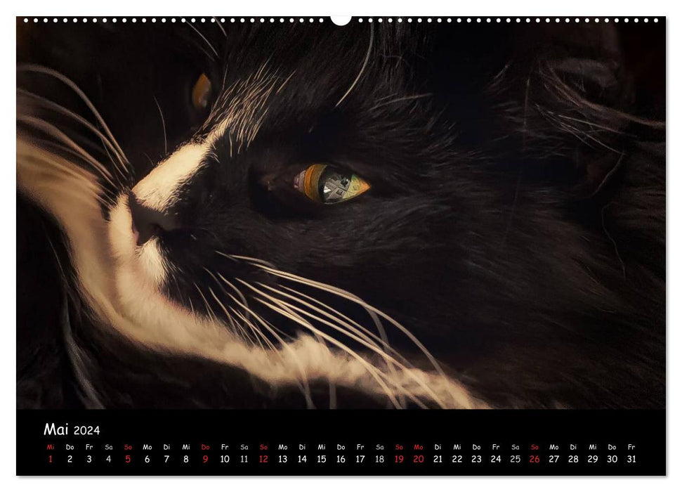 Katzen Blues (CALVENDO Premium Wandkalender 2024)