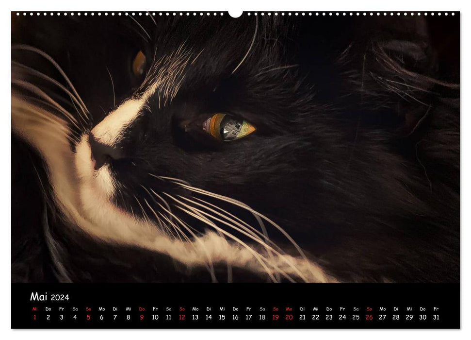 Cat Blues (Calvendo Premium Calendrier mural 2024) 