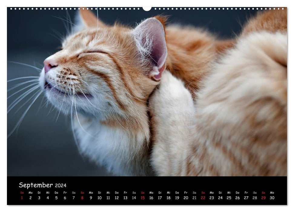 Cat Blues (Calvendo Premium Calendrier mural 2024) 