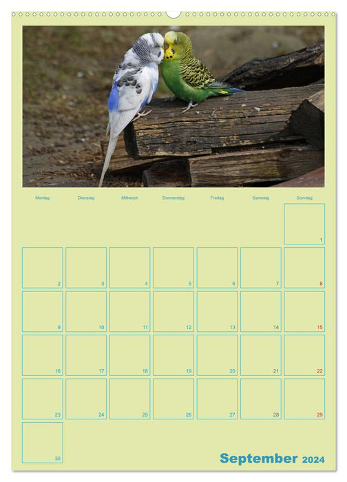 Vogelfreundschaften / Planer (CALVENDO Wandkalender 2024)