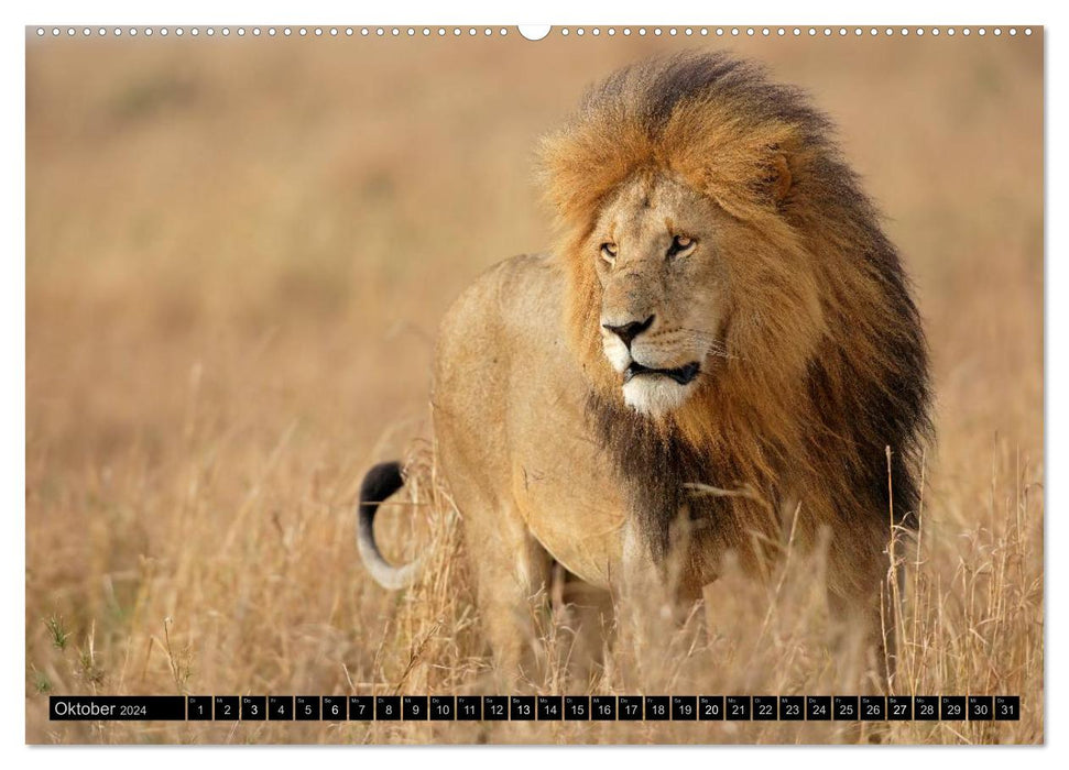 Magic of the moment - lions - rulers of the savannah (CALVENDO wall calendar 2024) 