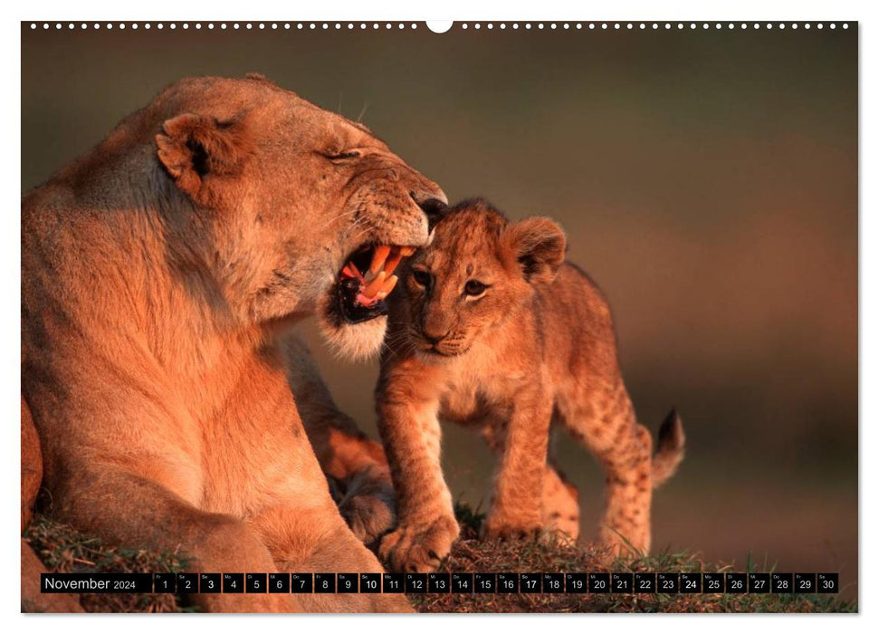 Magic of the moment - lions - rulers of the savannah (CALVENDO wall calendar 2024) 