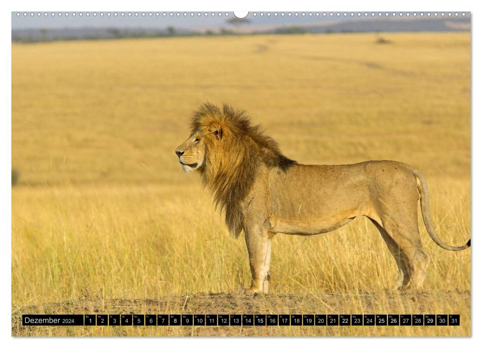 Magie des Augenblicks - Löwen - Herrscher der Savanne (CALVENDO Wandkalender 2024)