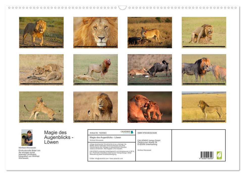 Magic of the moment - lions - rulers of the savannah (CALVENDO wall calendar 2024) 