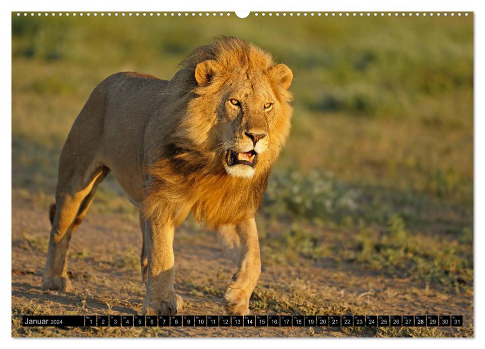 Magie des Augenblicks - Löwen - Herrscher der Savanne (CALVENDO Wandkalender 2024)