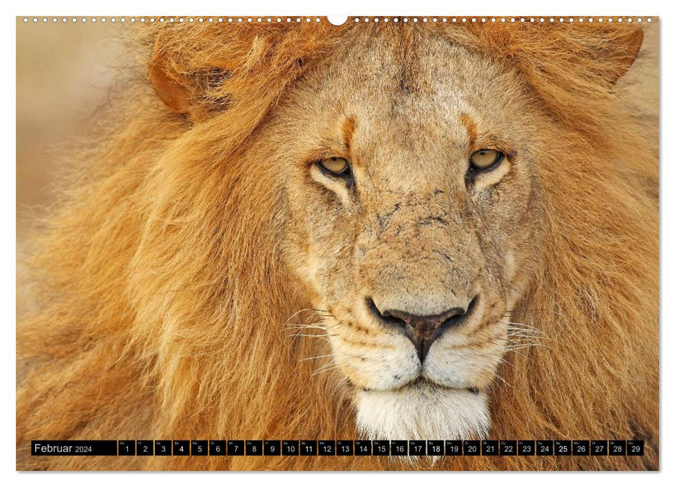 Magic of the moment - lions - rulers of the savannah (CALVENDO wall calendar 2024) 
