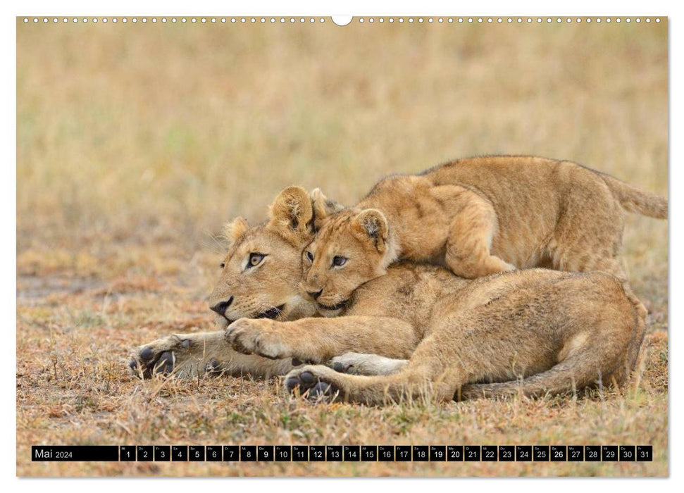 Magic of the moment - lions - rulers of the savannah (CALVENDO wall calendar 2024) 