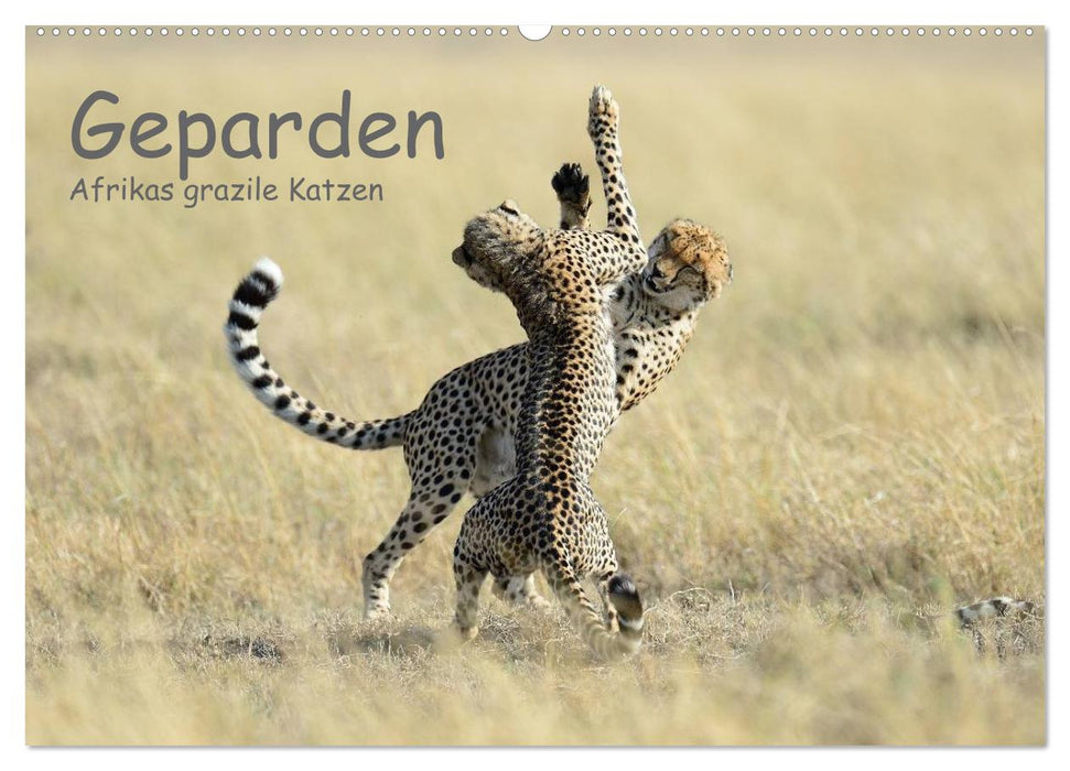 Cheetahs - Africa's graceful cats (CALVENDO wall calendar 2024) 