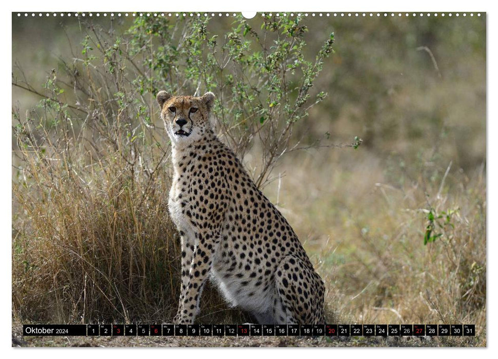 Geparden - Afrikas grazile Katzen (CALVENDO Wandkalender 2024)