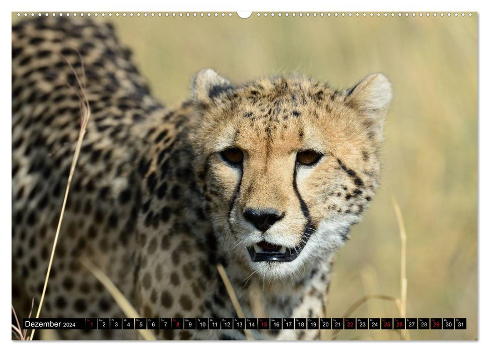 Cheetahs - Africa's graceful cats (CALVENDO wall calendar 2024) 