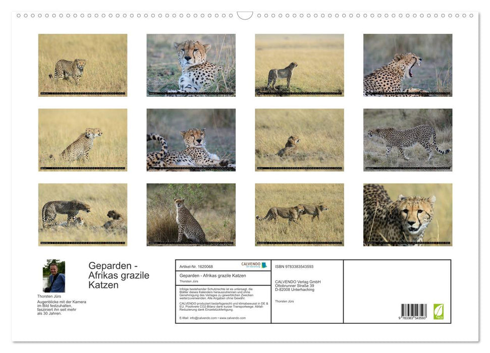 Cheetahs - Africa's graceful cats (CALVENDO wall calendar 2024) 