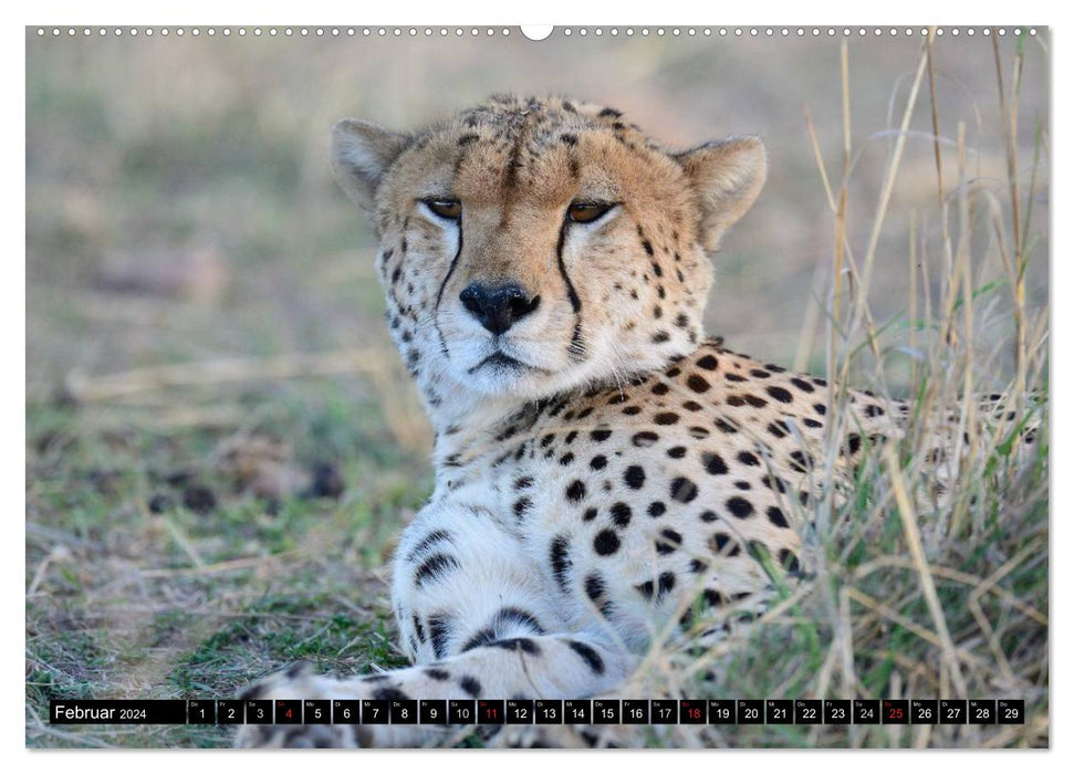 Geparden - Afrikas grazile Katzen (CALVENDO Wandkalender 2024)