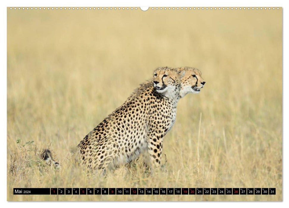 Geparden - Afrikas grazile Katzen (CALVENDO Wandkalender 2024)