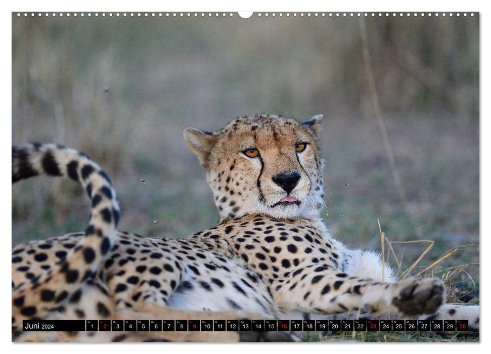 Cheetahs - Africa's graceful cats (CALVENDO wall calendar 2024) 