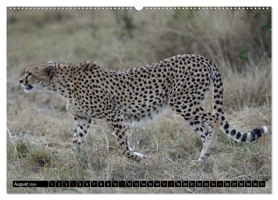 Cheetahs - Africa's graceful cats (CALVENDO wall calendar 2024) 
